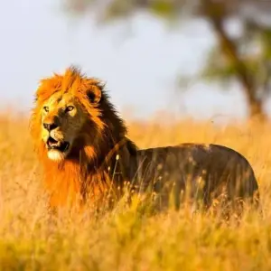 Explore Masai Mara Adventure for 15 days with Chamaeleon and discover unforgettable experiences - Photo 9