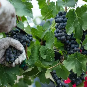 Explore Wine Tasting & Vineyards Escape near Tirana for 1 days with Choose Balkans and discover unforgettable experiences - Photo 4