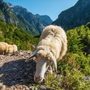 Explore Self-Guided Hiking tour of Theth National Park & Blue Eye for 3 days with Choose Balkans and discover unforgettable experiences - Photo 9