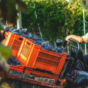 Explore Wine Tasting & Vineyards Escape near Tirana for 1 days with Choose Balkans and discover unforgettable experiences - Photo 6