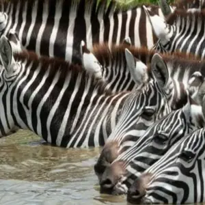 Explore 5  Days Zanzibar Beach for 5 days with Click Expeditions and discover unforgettable experiences - Photo 2