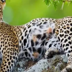 Explore 5 Days to Tanzania Wilderness, Coffee Tour & Authentic Cultural Tribes for 5 days with Click Expeditions and discover unforgettable experiences - Photo 2
