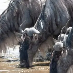 Explore Masai Mara Game Reserve for 4 days with Click Expeditions and discover unforgettable experiences - Photo 4