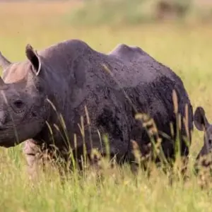 Explore 5 Days to Tanzania Wilderness, Coffee Tour & Authentic Cultural Tribes for 5 days with Click Expeditions and discover unforgettable experiences - Photo 3
