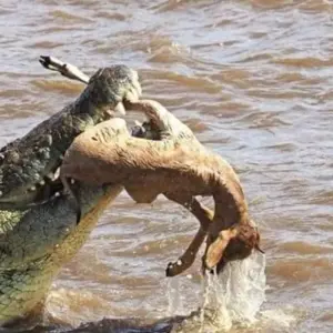 Explore Masai Mara Game Reserve for 4 days with Click Expeditions and discover unforgettable experiences - Photo 5
