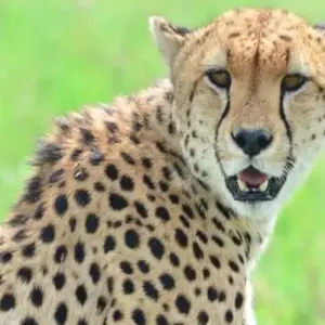 Explore 5 Days to Tanzania Wilderness, Coffee Tour & Authentic Cultural Tribes for 5 days with Click Expeditions and discover unforgettable experiences - Photo 5