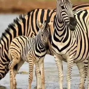 Explore 15 Days Kenya & Tanzania Combo Safari for 15 days with Click Expeditions and discover unforgettable experiences - Photo 4