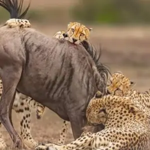 Explore 5 Days to Tanzania Wilderness, Coffee Tour & Authentic Cultural Tribes for 5 days with Click Expeditions and discover unforgettable experiences - Photo 6