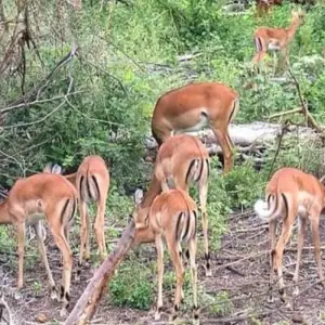Explore 15 Days Kenya & Tanzania Combo Safari for 15 days with Click Expeditions and discover unforgettable experiences - Photo 5