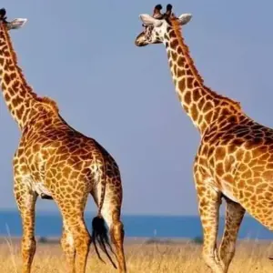 Explore Masai Mara Game Reserve for 4 days with Click Expeditions and discover unforgettable experiences - Photo 8