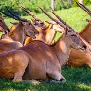 Explore 15 Days Kenya & Tanzania Combo Safari for 15 days with Click Expeditions and discover unforgettable experiences - Photo 9