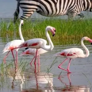 Explore Kenya-7 days featuring classic safari for 7 days with Click Expeditions and discover unforgettable experiences - Photo 9
