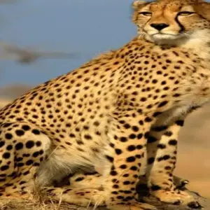 Explore 15 Days Kenya & Tanzania Combo Safari for 15 days with Click Expeditions and discover unforgettable experiences - Photo 10