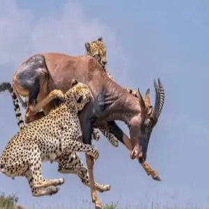 Explore 15 Days Kenya & Tanzania Combo Safari for 15 days with Click Expeditions and discover unforgettable experiences - Photo 11