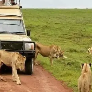 Explore 10 Days Kenya Luxury Safari - Wildebeest Migration Safari for 10 days with Click Expeditions and discover unforgettable experiences - Photo 4