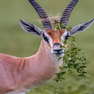 Explore Mount Meru Climbing 4 Days for 4 days with Click Expeditions and discover unforgettable experiences - Photo 6