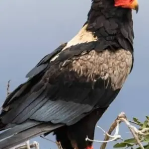 Explore 10 Days Kenya Luxury Safari - Wildebeest Migration Safari for 10 days with Click Expeditions and discover unforgettable experiences - Photo 5