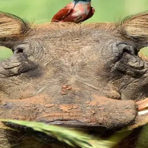 Explore 10 Days Kenya Luxury Safari - Wildebeest Migration Safari for 10 days with Click Expeditions and discover unforgettable experiences - Photo 6