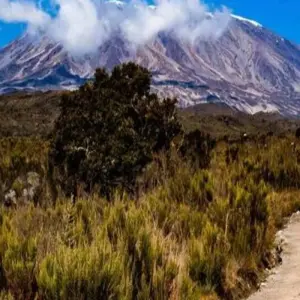 Explore 10 Days Mount Kilimanjaro Climb Northern Circuit Route ( all included Transport and Accommodations ) for 8 days with Click Expeditions and discover unforgettable experiences - Photo 10