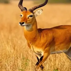 Explore 10 Days Kenya Luxury Safari - Wildebeest Migration Safari for 10 days with Click Expeditions and discover unforgettable experiences - Photo 8