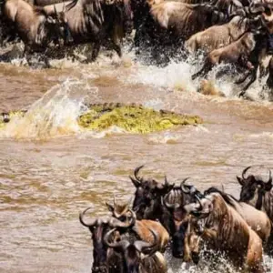Explore 10 Days Kenya Luxury Safari - Wildebeest Migration Safari for 10 days with Click Expeditions and discover unforgettable experiences - Photo 9