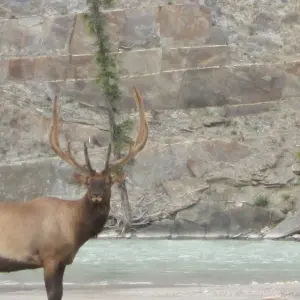 Explore Canadian Rockies & Glacier National Park for 7 days with Collette and discover unforgettable experiences - Photo 5