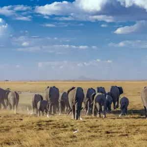 Explore The Plains of Africa Kenya Wildlife Safari (Nairobi to Amboseli) for 14 days with Collette and discover unforgettable experiences - Photo 4