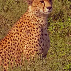Explore The Plains of Africa Kenya Wildlife Safari (Nairobi to Amboseli) for 14 days with Collette and discover unforgettable experiences - Photo 6