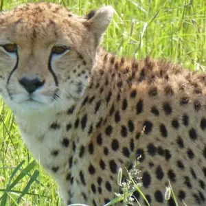 Explore The Plains of Africa Kenya Wildlife Safari (Nairobi to Amboseli) for 14 days with Collette and discover unforgettable experiences - Photo 9