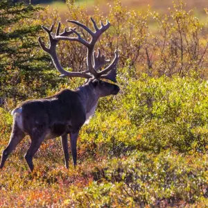 Explore Alaska: America's Last Frontier  (Fairbanks, AK to Anchorage, AK) for 9 days with Collette and discover unforgettable experiences - Photo 2