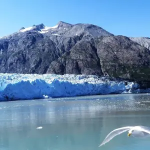 Explore Alaska Discovery Land & Cruise featuring a 7-night Holland America Cruise (Fairbanks, AK to Vancouver, BC) (2025) for 12 days with Collette and discover unforgettable experiences - Photo 4