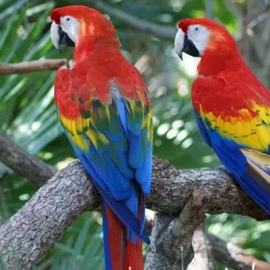 Explore Collpa de Guacamayos and sandoval lake 4D/3N for 4 days with CondeTravel and discover unforgettable experiences - Photo 2
