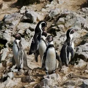 Explore Peru Adventure 12 days for 12 days with CondeTravel and discover unforgettable experiences - Photo 2