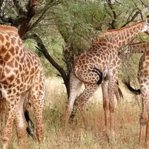 Explore The Best of Senegal – 8 Days for 8 days with Continent Tours and discover unforgettable experiences - Photo 3