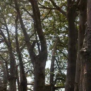 Explore Discover The Gambia – 7 Days for 7 days with Continent Tours and discover unforgettable experiences - Photo 4