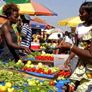 Explore Guinea Bissau – Islands and Wildlife for 10 days with Continent Tours and discover unforgettable experiences - Photo 7