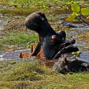 Explore Guinea Bissau – Islands and Wildlife for 10 days with Continent Tours and discover unforgettable experiences - Photo 9