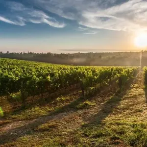 Explore Gourmet Tuscany for 8 days with Cosmos and discover unforgettable experiences - Photo 9