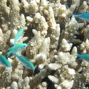 Explore Highlights of Australia with Fiji for 15 days with Cosmos and discover unforgettable experiences - Photo 5