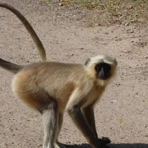 Explore 4-Day Golden Triangle with Ranthambore Tiger Safari Tour from Delhi for 4 days with Crystal India Holidays and discover unforgettable experiences - Photo 2