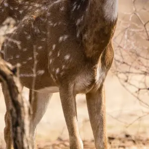 Explore 4-Day Golden Triangle with Ranthambore Tiger Safari Tour from Delhi for 4 days with Crystal India Holidays and discover unforgettable experiences - Photo 3