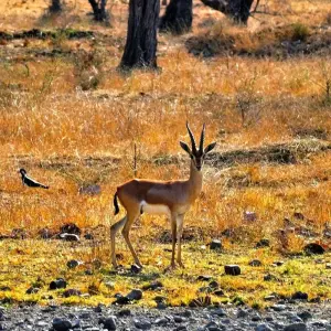 Explore 4-Day Golden Triangle with Ranthambore Tiger Safari Tour from Delhi for 4 days with Crystal India Holidays and discover unforgettable experiences - Photo 4