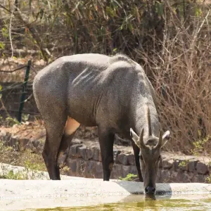Explore 4-Day Golden Triangle with Ranthambore Tiger Safari Tour from Delhi for 4 days with Crystal India Holidays and discover unforgettable experiences - Photo 5