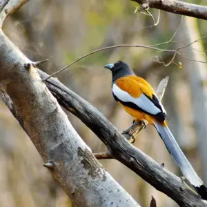 Explore 4-Day Golden Triangle with Ranthambore Tiger Safari Tour from Delhi for 4 days with Crystal India Holidays and discover unforgettable experiences - Photo 6