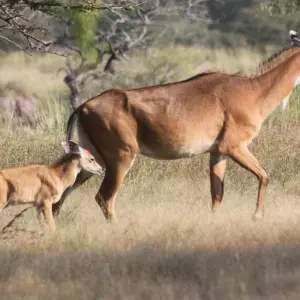 Explore 4-Day Golden Triangle with Ranthambore Tiger Safari Tour from Delhi for 4 days with Crystal India Holidays and discover unforgettable experiences - Photo 7