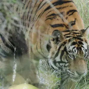 Explore 4-Day Golden Triangle with Ranthambore Tiger Safari Tour from Delhi for 4 days with Crystal India Holidays and discover unforgettable experiences - Photo 8