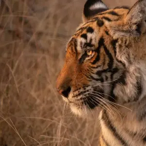 Explore 4-Day Golden Triangle with Ranthambore Tiger Safari Tour from Delhi for 4 days with Crystal India Holidays and discover unforgettable experiences - Photo 10