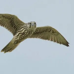 Explore Mongolia & s Golden Eagle Festival for 13 days with Crooked Compass and discover unforgettable experiences - Photo 3