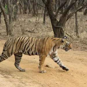 Explore 4-Day Golden Triangle with Ranthambore Tiger Safari Tour from Delhi for 4 days with Crystal India Holidays and discover unforgettable experiences - Photo 11