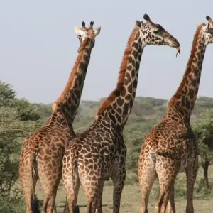 Explore Raw Namibia for 12 days with Crooked Compass and discover unforgettable experiences - Photo 5
